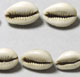 Cowrie shells, India