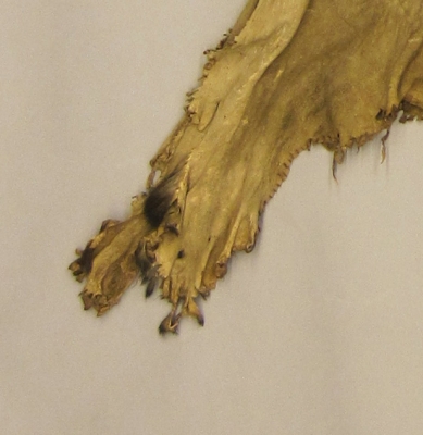 1893.67.3 - detail showing fur at the edge of the shirt