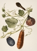 'Domesticated gourd plant', Sue Johnson exhibition Pitt Rivers Museum