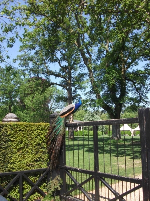 Peacock at Larmer Gardens, May 2012 [Photo by R. McGoff]