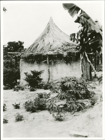 Zande garden and dilapidated hut
