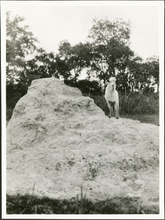 Goat and termite mound in Zandeland