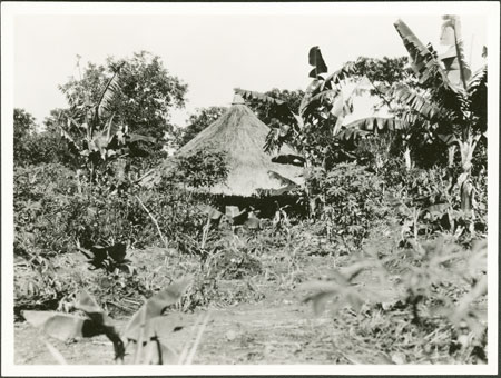 Zande garden and hut