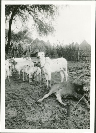 Anuak cattle and goats
