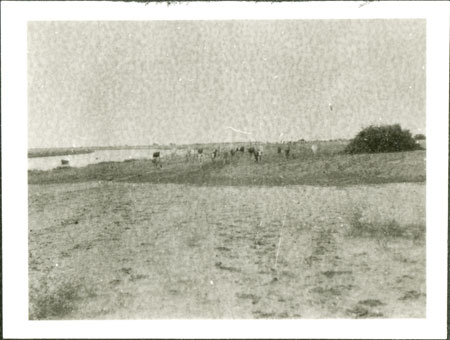 Nuer cattle near river