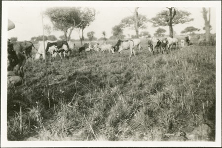 Nuer cattle grazing