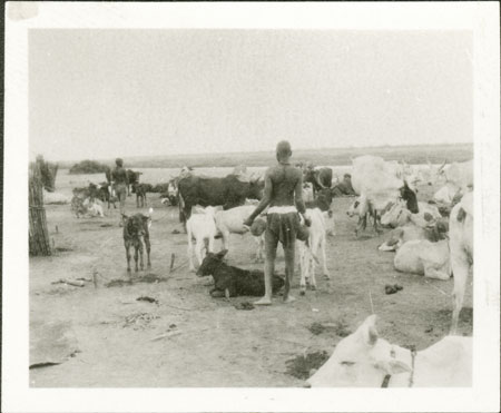 Nuer cattle camp milking