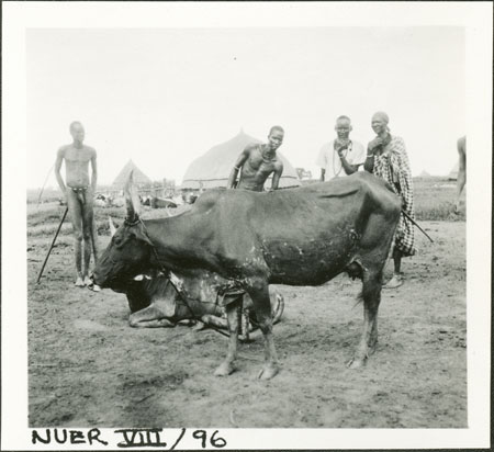 Nuer cow