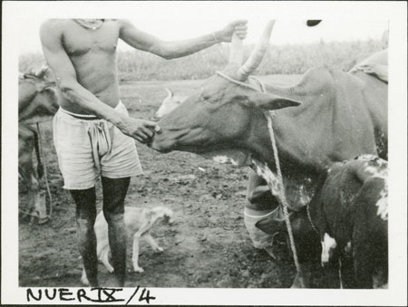 Holding Nuer cow