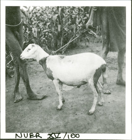 Nuer sheep for sacrifice