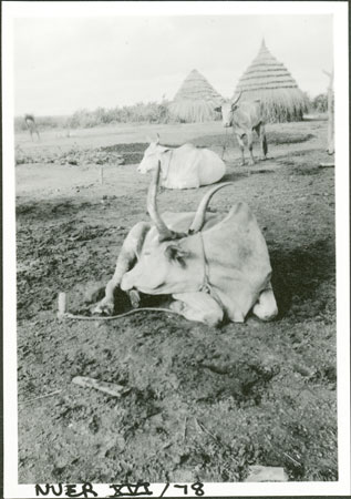 Nuer cattle in kraal