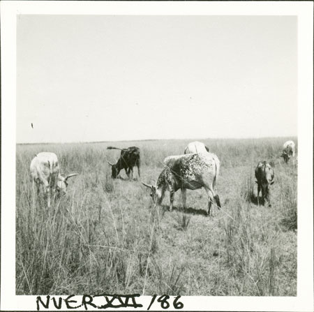 Nuer cattle