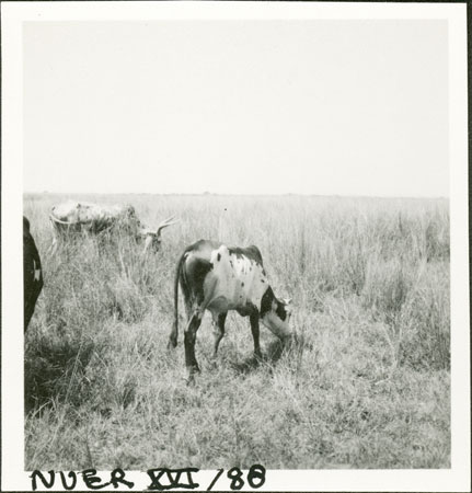 Nuer cattle