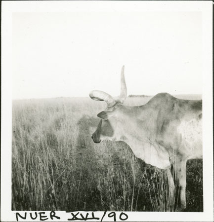 Nuer ox with trained horn