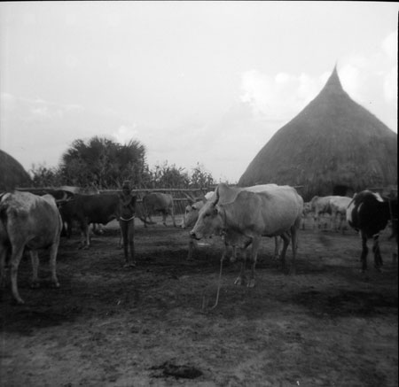 Nuer homestead with cattle