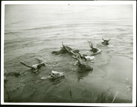 Mandari cattle crossing the Nile