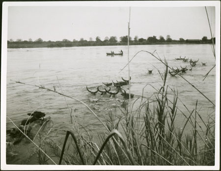 Mandari cattle crossing the Nile