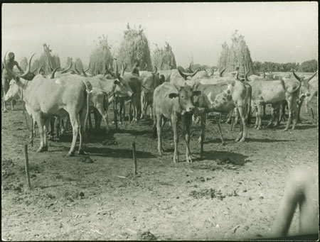 Mandari cattle camp