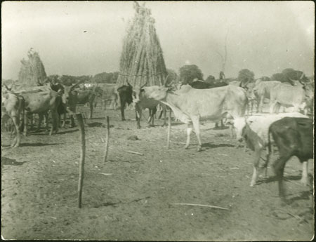 Mandari cattle camp