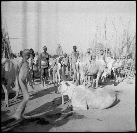 Mandari Kbora cattle camp