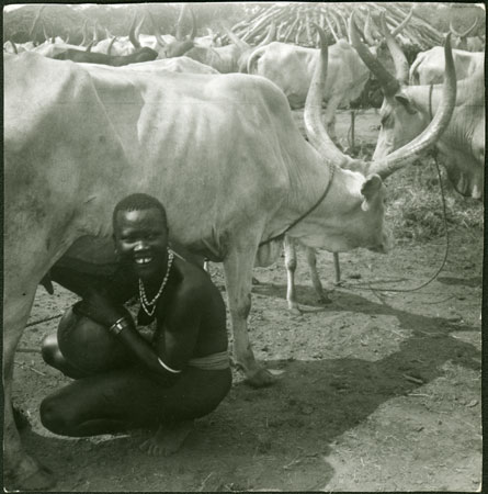 Mandari cow being milked