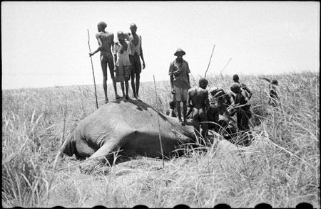 Hunting elephant in Nuerland