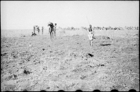 Nuer porters and cattle camp