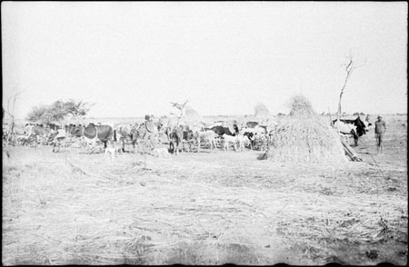 Nuer cattle camp