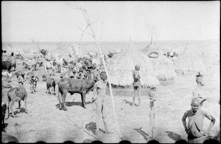 Nuer cattle camp