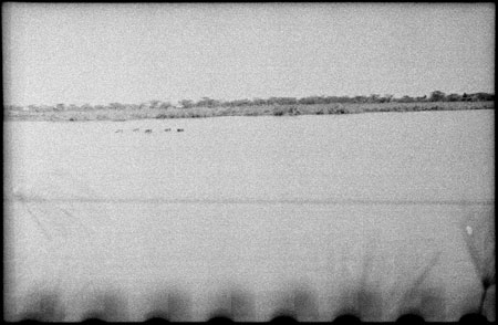 Nuerland Lagoon with hippo