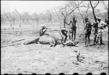 Nuer porters butchering buffalo