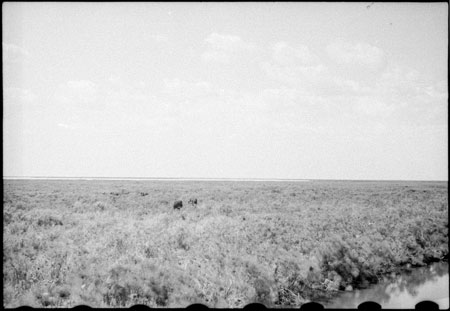 Elephants in Western Nuerland