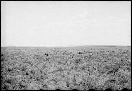 Elephants in Western Nuerland