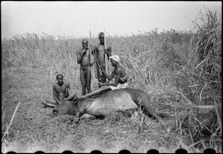 Nuer porters with buffalo