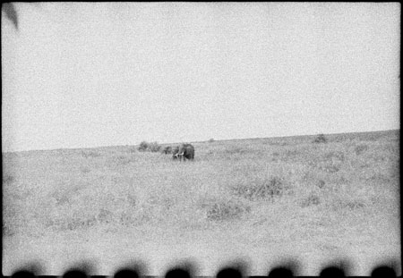 Elephants in western Nuerland