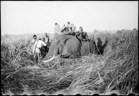 Elephant shot in Nuerland