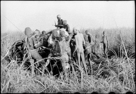 Elephant shot in Nuerland