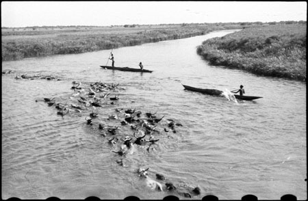 Nuer cattle crossing river