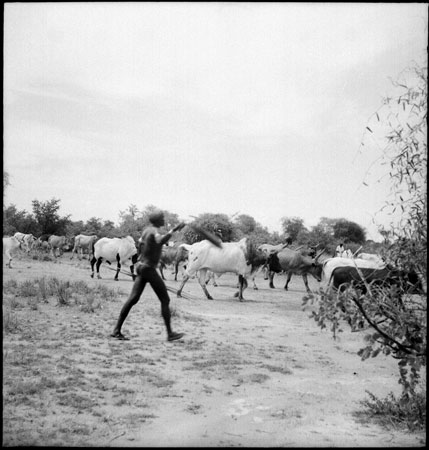 Dinka man herding cattle