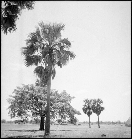 Scenery with palm trees