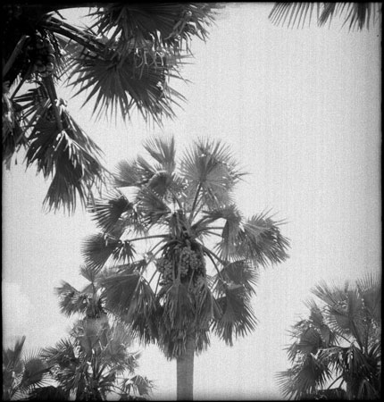 Date palm in Dinkaland