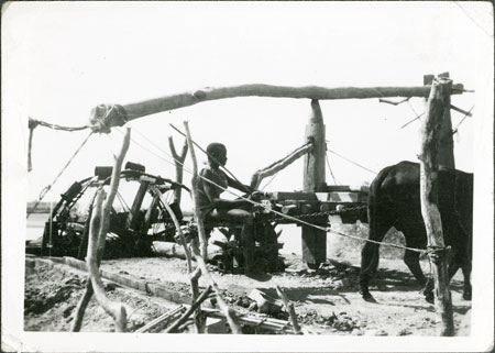 Ox-powered water wheel