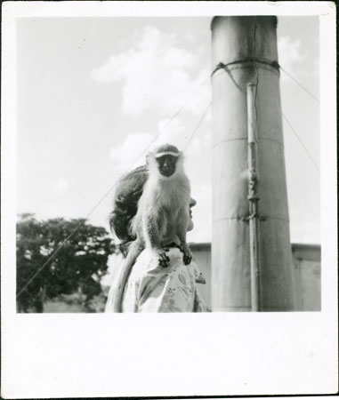 European woman with a monkey