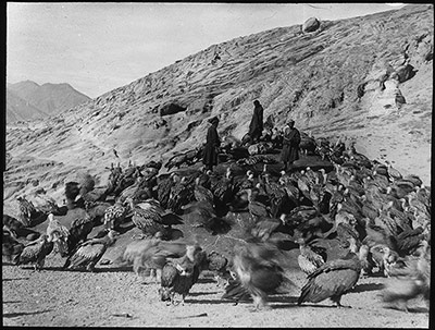 Vultures at sky burial