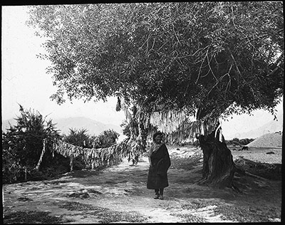 Prayers flags hanging from willow tree