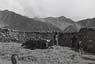 Yaks treading grain near Lhasa