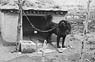 Neame Tibetan watch dog at Regent’s