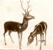 B426.18 Photo of Japanese bronze deer. Copyright S&SWM PR papers