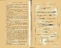 Plate 9 1877 catalogue