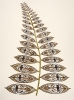 Prickly shield fern by Sue Johnson